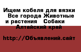 Ищем кобеля для вязки - Все города Животные и растения » Собаки   . Алтайский край